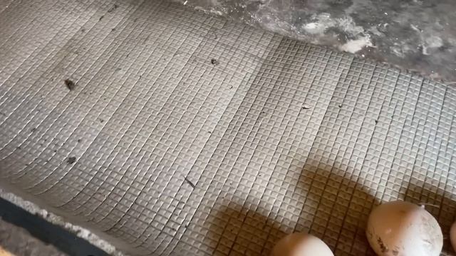 Полное ведро яиц Когда убирать старых кур Урожай картошки