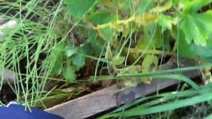 Картошка под сеном  Сбор урожая!