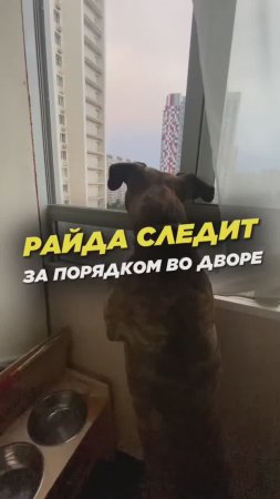 Бурбуль на страже порядка!