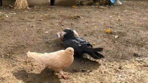 Иранские мраморные голуби Мохаммада г. Урмия, Иран. Iranian Iranian pigeons by Mohhamad Ahmadi, Ira