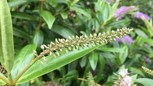 Hebe - young flowers - November 2018 смотреть онлайн