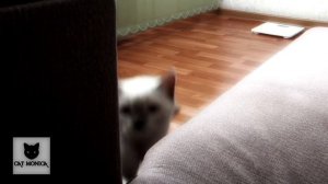 Обзор Шотландской Кошки 4 месяца | Моника Скоттиш Страйт | Шотландская Прямоухая Кошка Веселая