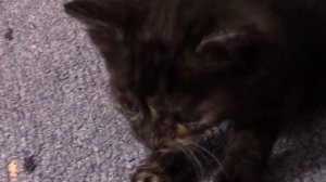 Котята,4 недели.