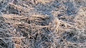 Нашествие клещей. Скорость действия альфациперметрина