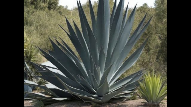 ¿HIDROFOBIA? ¡¡AGAVE AMERICANA!! смотреть онлайн