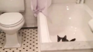 Кот и ванная