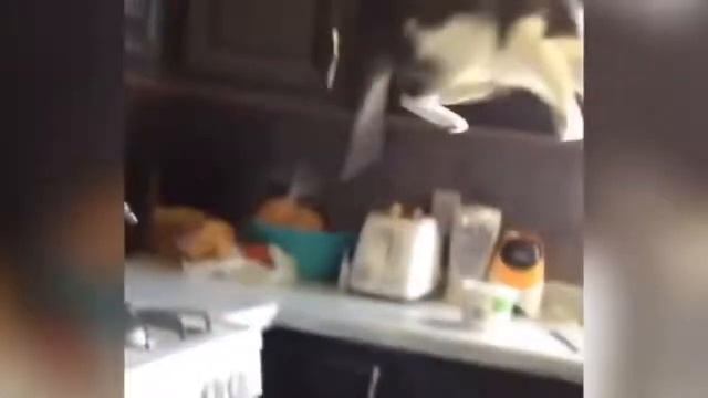 ИСПУГАННЫЕ И ЗЛЫЕ КОТЫ И КОШКИ СМЕШНЫЕ КОТЯТА КОТЫ И КОШКИ 2021