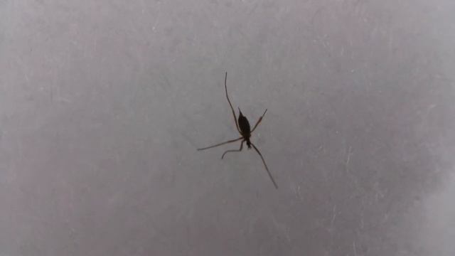 Хионея и комар зимой на снегу смотреть онлайн