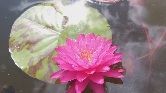 Нимфея Bangkok Fuchsia (Фуксия Бангкока) кувшинка, waterlily, водные растения, пруд смотреть онлайн