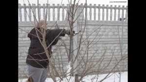 ОБРЕЗКА и ФОРМИРОВАНИЕ молодой ГРУШИ.