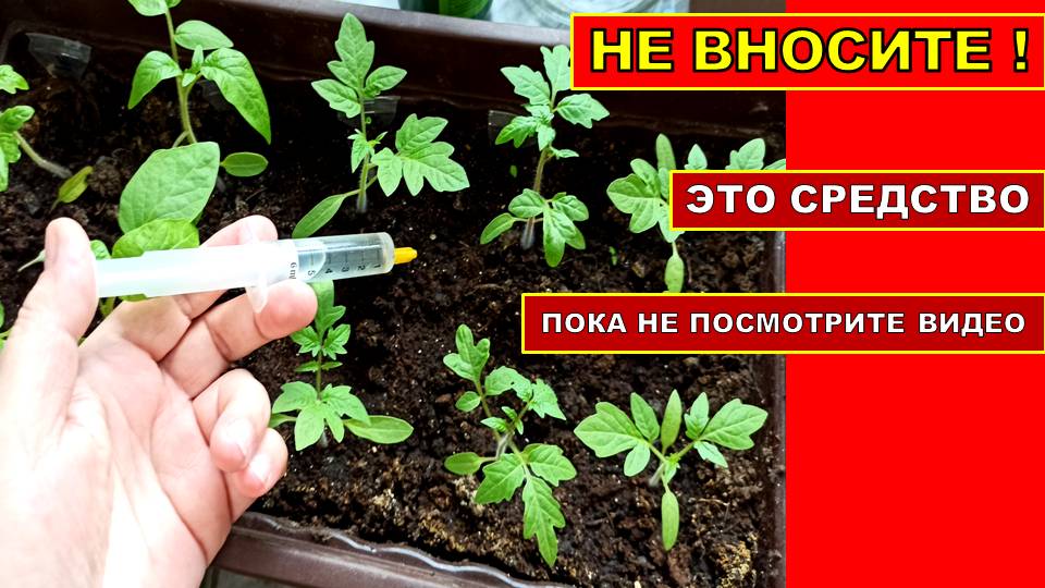 НЕ ВНОСИТЕ ЭТО СУПЕР СРЕДСТВО ПОКА НЕ ПОСМОТРИТЕ ВИДЕО! РЕГУЛЯТОР РОСТА РАССАДЫ ТОМАТОВ!
