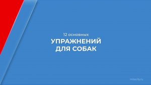 Курс обучения "Фитнес для собак (Фитнес-тренер для собак)" - 12 основных упражнений для собак