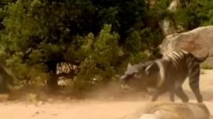 ЭНТОЛОДОНТ- АДСКАЯ СВИНЬЯ