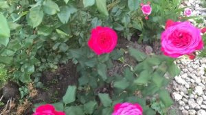 Роза Голден Бордер и компания ?