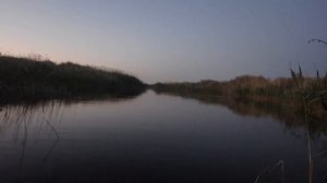 Ловля сома на поппер, Техника проводки. Смотрите видео  с атакой по ссылкам в описании. #сомпопер