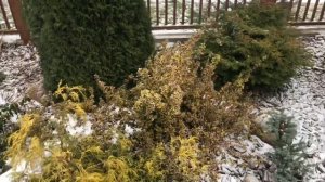 Бересклет форчуна! Чудо  вечнозелёный кустарник ? Волшебство зимой!! Euonymus Fortunei