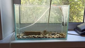 #ротан #аквариум Ротан в аквариуме. Ответы на вопросы.