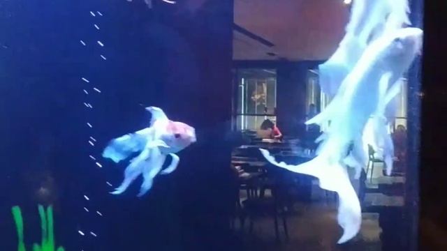 Где в Израиле можно вкусно поесть? Ресторан Soho ( Сохо) в Ришон Ле Ционе! ?