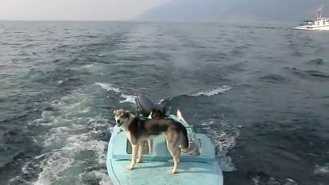 собачки на лодке по Байкалу смотреть онлайн