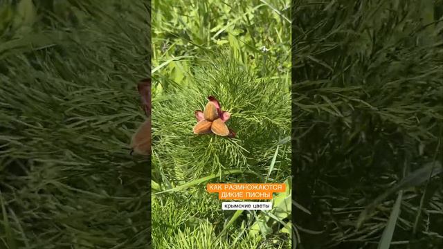 Как размножаются дикие пионы #крым #цветыкрыма #природакрыма #старыйкрым #путешествия