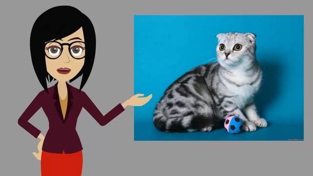 Тест! Выберите породу кошки и узнайте, какой у вас характер! Тесты онлайн! смотреть онлайн