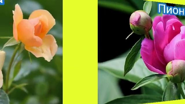 17 популярных цветов для сада
