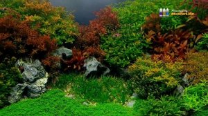 Seiryu garden dutch aquascape