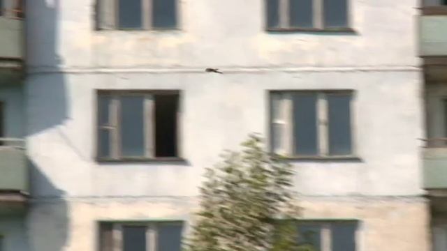 Живые обитатели города-призрака Припять. [Чернобыль] | Film Studio Aves смотреть онлайн