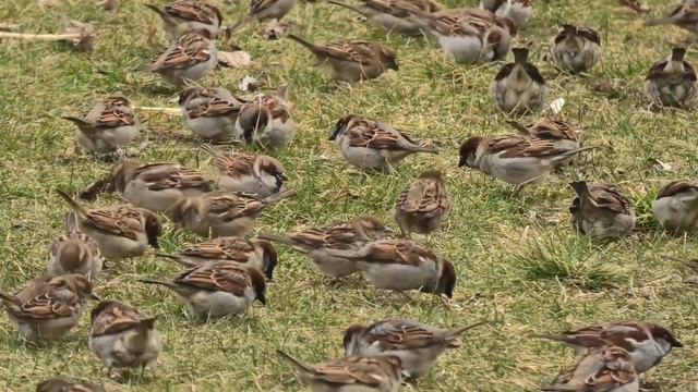 ИНТЕРЕСНЫЕ ФАКТЫ О ВОРОБЬЯХ смотреть онлайн