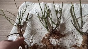 Посылка с розами из питомника Звягинцевых (Воронежская область).