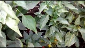 Один из лучших сортов болгарского перца!! Три толстяка..