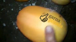 Как отличить кормовой гарбуз тыкву от кашевой съесной