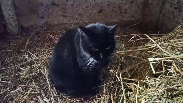 Менты с утра. МАФИЯ весь день. С ПРАЗДНИКОМ! ! ! смотреть онлайн