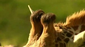 В мире животных   2011   Миграция птиц