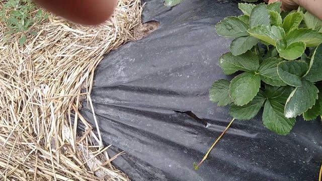 Думали гадали и не угадали! Альтернариоз клубники!(