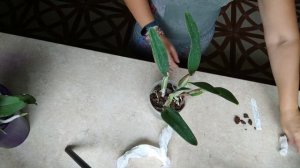 Ура.Приїхала посилка.LAELIOCATTLEYA CANHAMIANA COERULEA X CATTLEYA WALKERIANA COERULEA ( EGERIA)