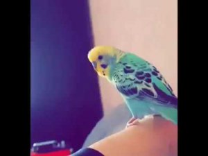 Волнистый попугай разговаривает. Наш птенчик из гнезда 2018 года