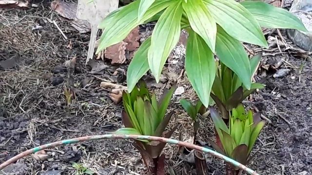 Лилии.Первая помощь весной.Первая подкормка.Вторая подкормка.Осторожно-ростки на поверхности.Сад. смотреть онлайн