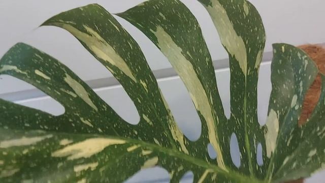 Особенности ухода за вариегатными монстерами смотреть онлайн