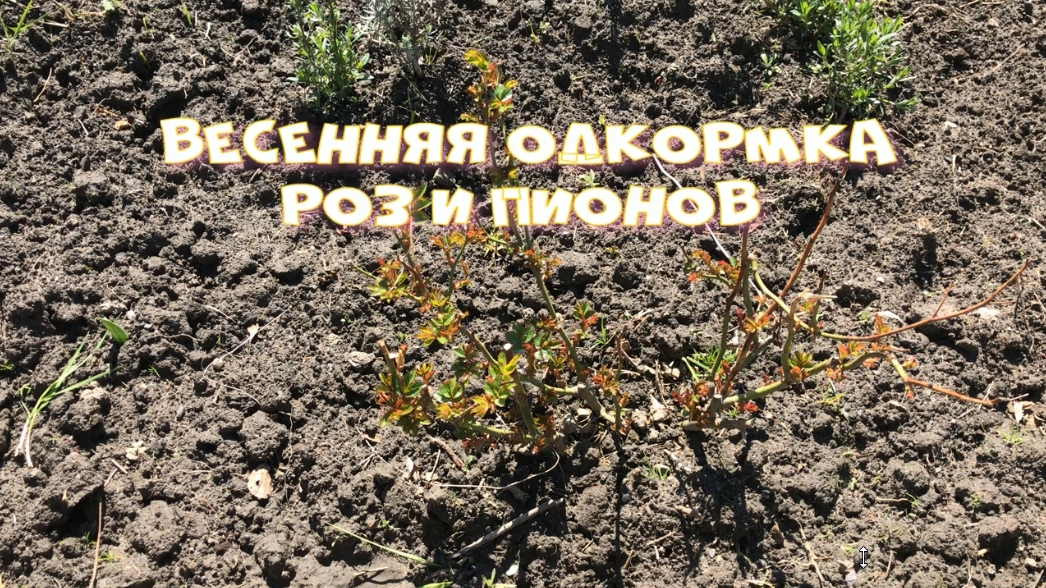 Весенняя подкормка роз и пионов