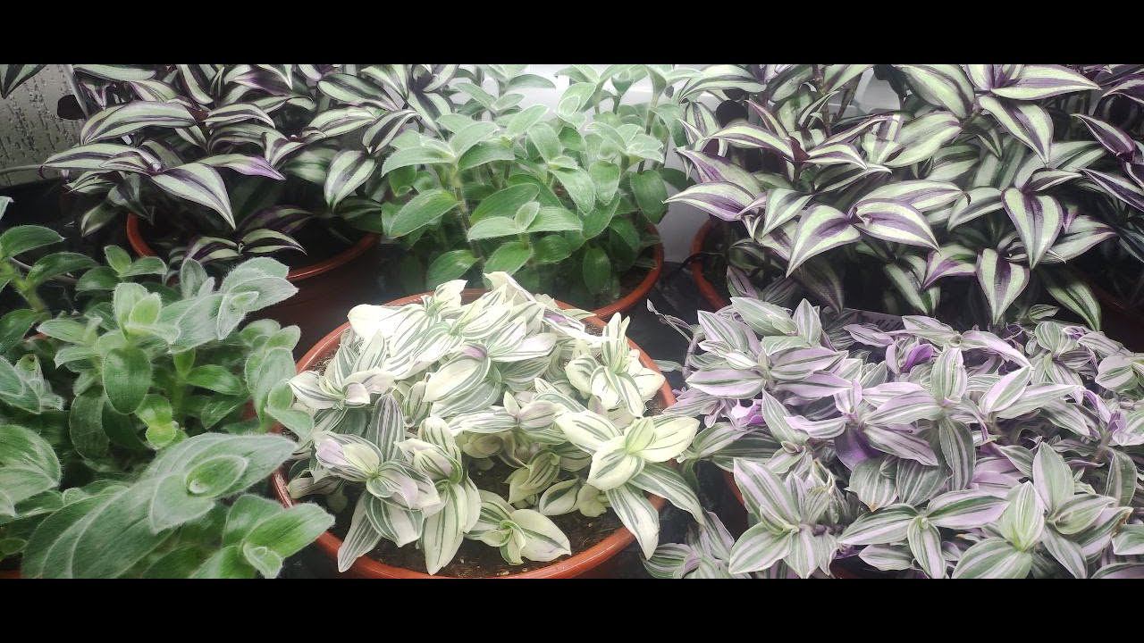 Как вырастить шикарный куст традесканции. Как избавится от пятен на традесканциях. Мой уход.1 часть.