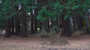 2023.10.14 Роща секвой. Крым.