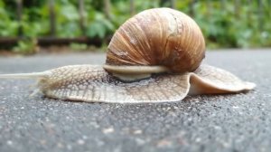 Как ползет улитка