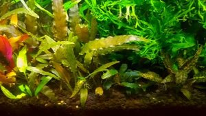 Аквариум 60 литров. Новый дизайн, новые жильцы. 07/04/2017