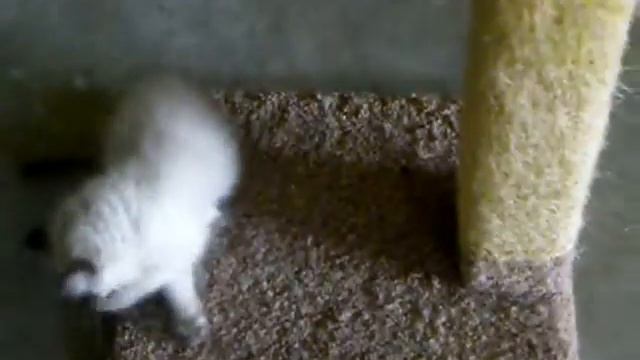 Ragdoll kittens burning off some steam смотреть онлайн