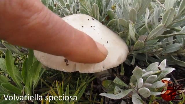 Volvariella speciosa- Western Australia