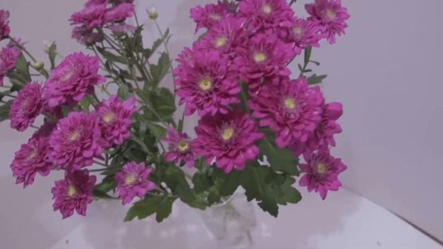 Хризантема кустовая сиреневая смотреть онлайн