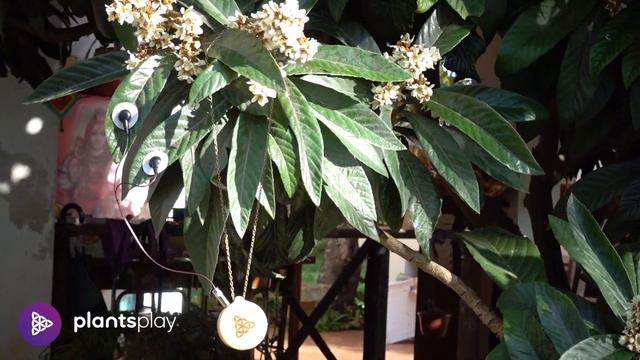 Medlar Music - Plants Play смотреть онлайн