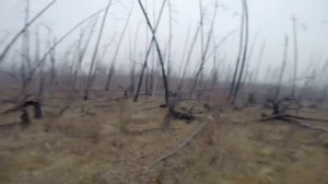 Охота на лося на реву. Якутия, Намский улус. Сентябрь 2020 года