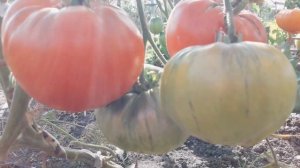 Сорт томата Роза Стаса! Полный видео обзор
